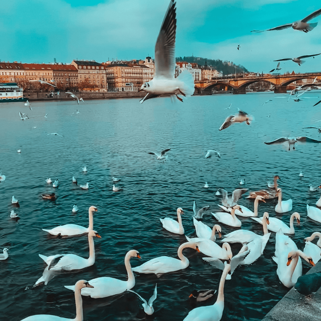 EuroMOsaic-Prague-4
