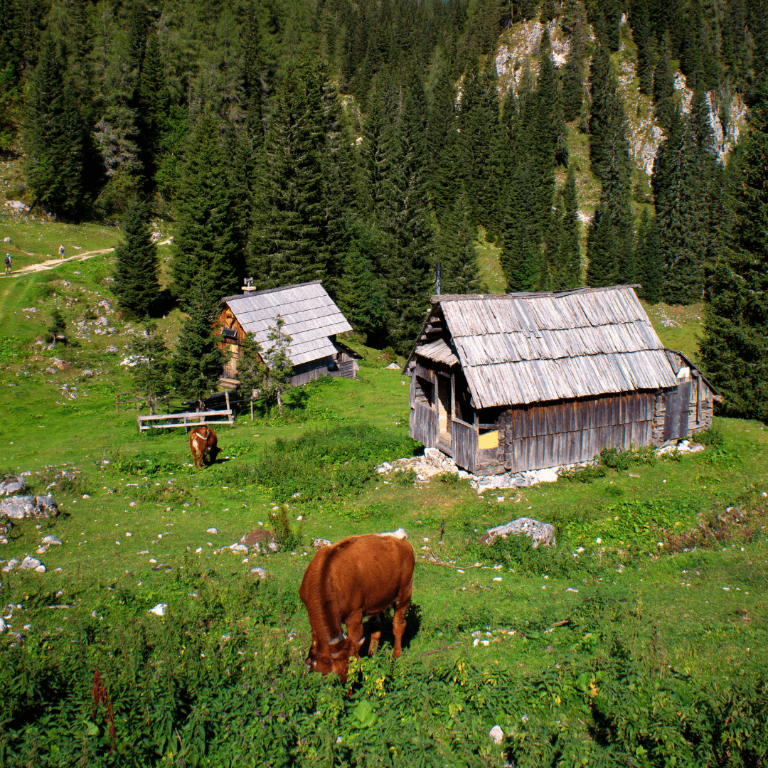 EuroMosaic-Alpine-Slovenia-1